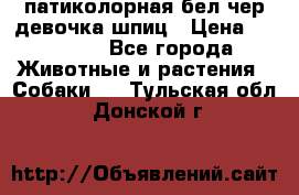 патиколорная бел/чер девочка шпиц › Цена ­ 15 000 - Все города Животные и растения » Собаки   . Тульская обл.,Донской г.